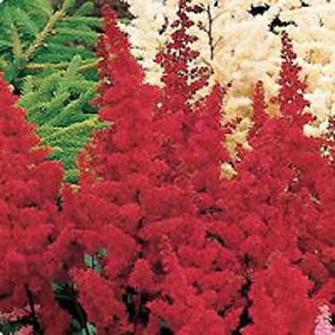 Perennial foliage of Vision in Red Astilbe (Astilbe chinensis 'Vision in Red') in a garden setting.