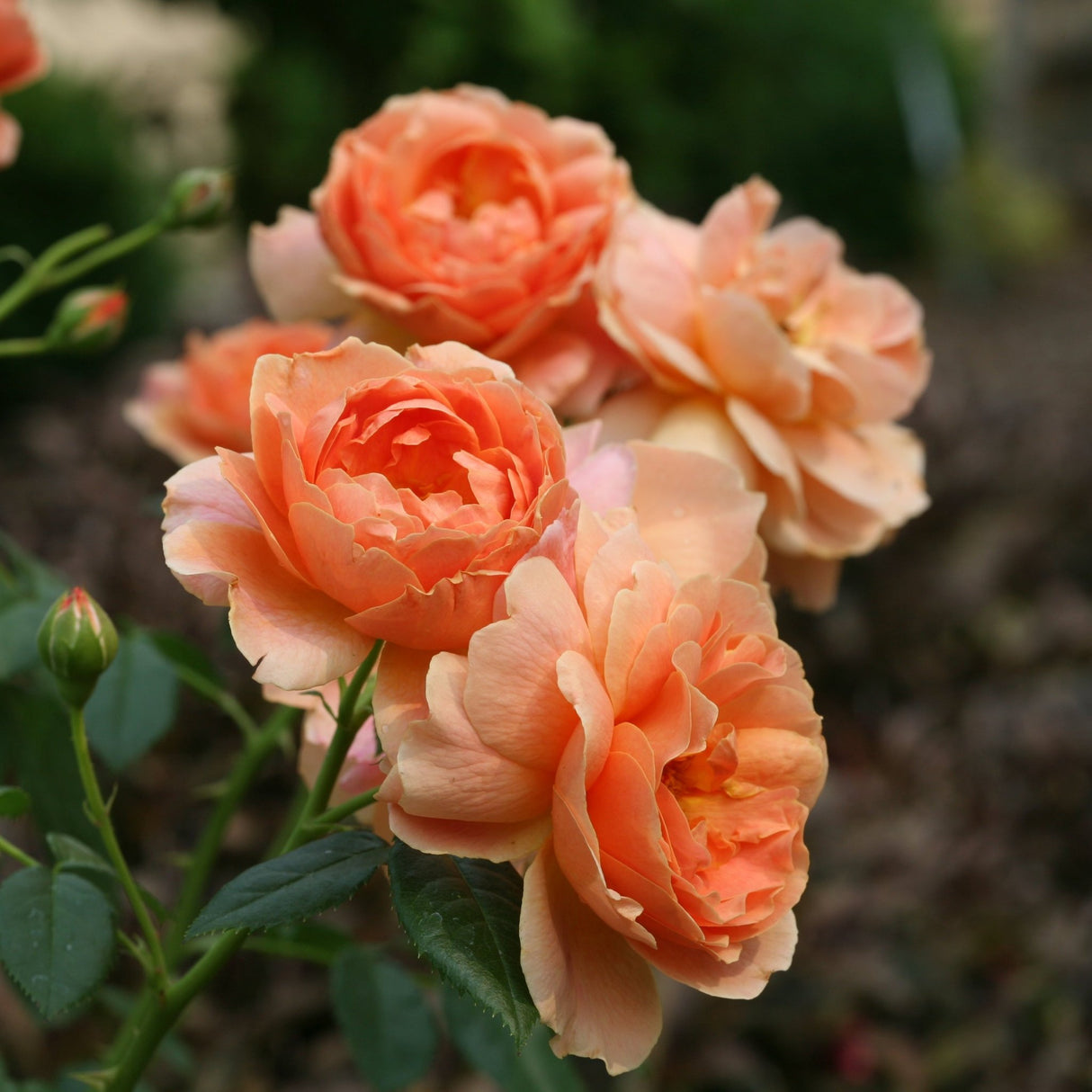 Clusters of fully double apricot-orange blooms on At Last Hybrid Tea Rose growing in a garden bed.