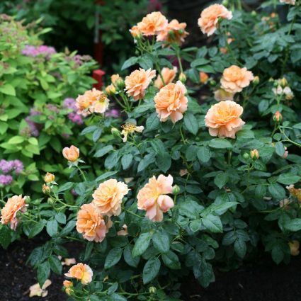 Close-up of pink, orange rosa flowers on At Last® Hybrid Tea Rose.