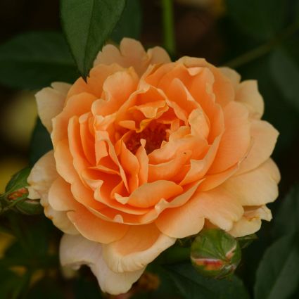 Deciduous foliage of At Last® Hybrid Tea Rose (Rosa x 'HORCOGJIL') in a garden setting.