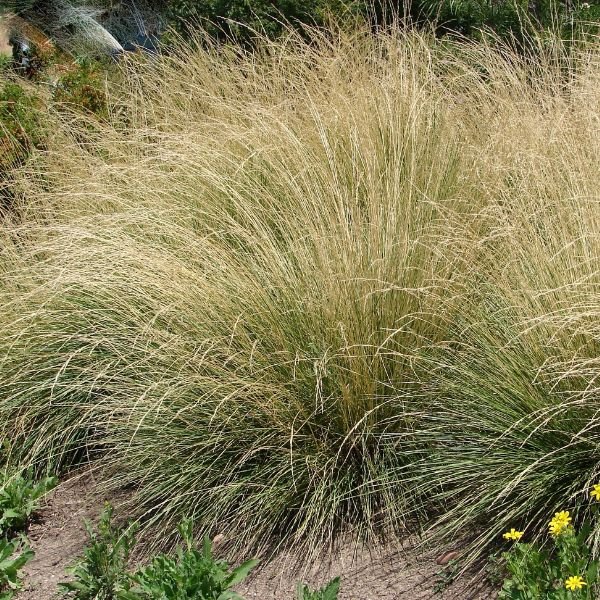 Atlas Fescue - Nature Hills Nursery - #5 Container -