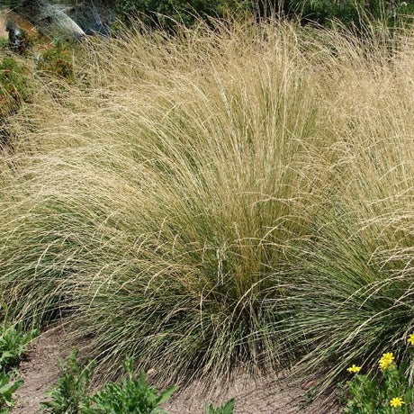 Atlas Fescue - Nature Hills Nursery - #5 Container -