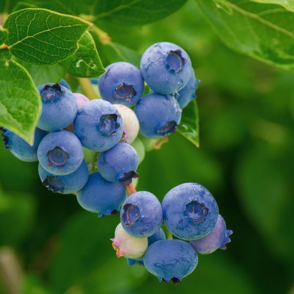 Austin Rabbiteye Blueberry Bush - Bush - Nature Hills Nursery -