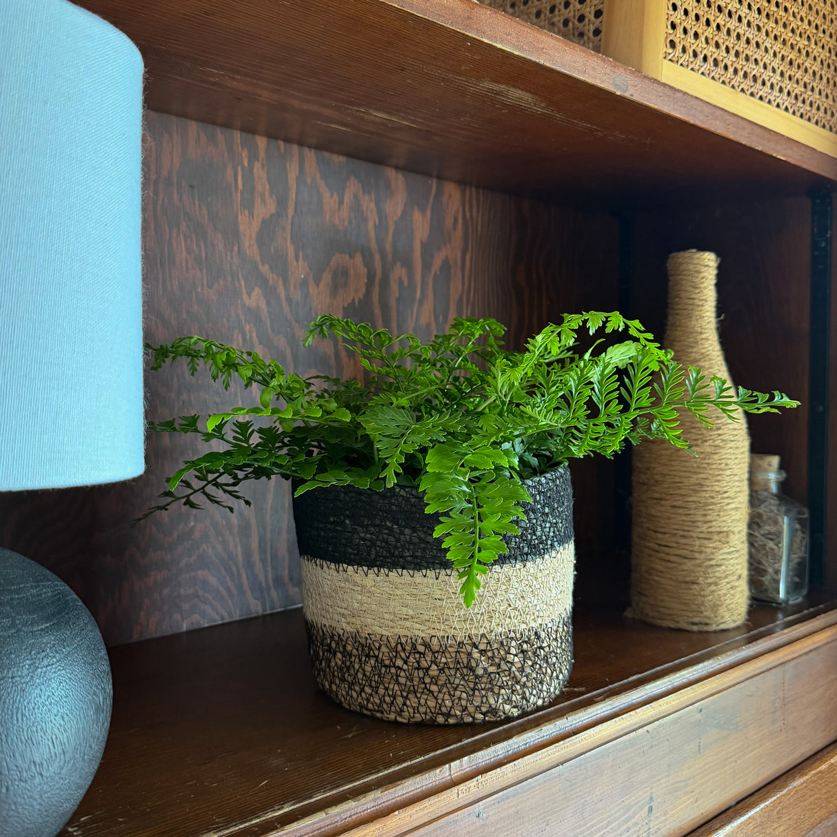 Asplenium x 'Austral Gem' Fern in a 6 inch pot