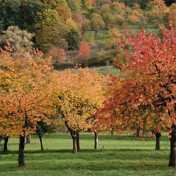 Autumn Blooming Cherry Tree (Prunus subhirtella 'Autumnalis') growing in a garden landscape, showing mature tree form.
