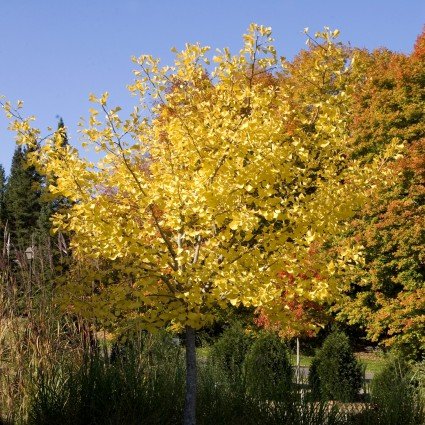 Glowing Yellow fall foliage on Autumn Gold Ginkgo Tree (Ginkgo biloba 'Autumn Gold').