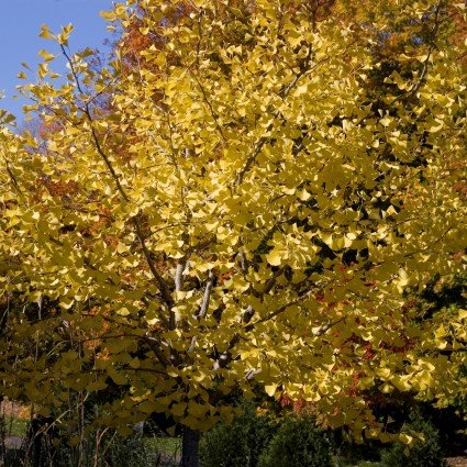 Close-up of green ginkgo flowers on Autumn Gold Ginkgo Tree blooming in early spring to late spring.
