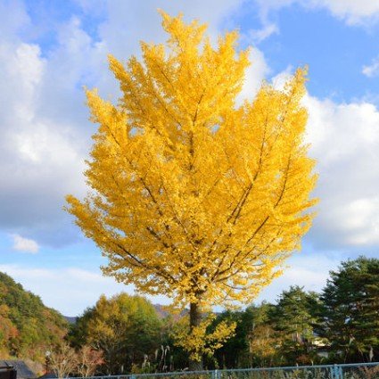 Autumn Gold Ginkgo Tree (Ginkgo biloba 'Autumn Gold'), a tree featuring green flowers and deciduous.