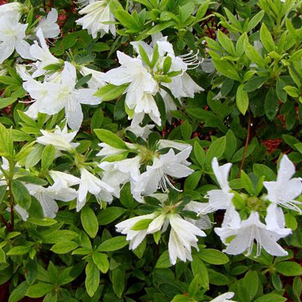 Autumn Lily® Encore® Azalea