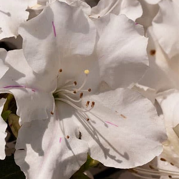Autumn Lily® Encore® Azalea