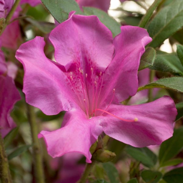 Encore® Autumn Royalty® Azalea
