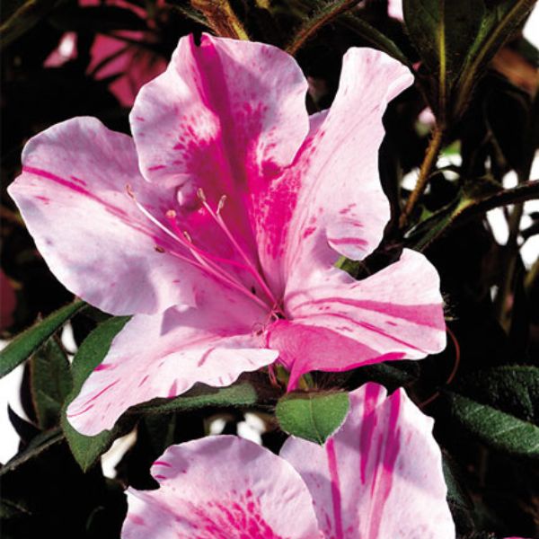 Encore® Autumn Twist® Azalea