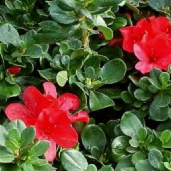 Broad-Leaved Evergreen foliage of Hino Crimson Kurume Azalea (Rhododendron kurume X 'Hino-Crimson') in a garden setting.