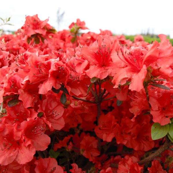 Close-up of red, orange rhododendron flowers on Hot Shot Girard Azalea blooming in late spring.