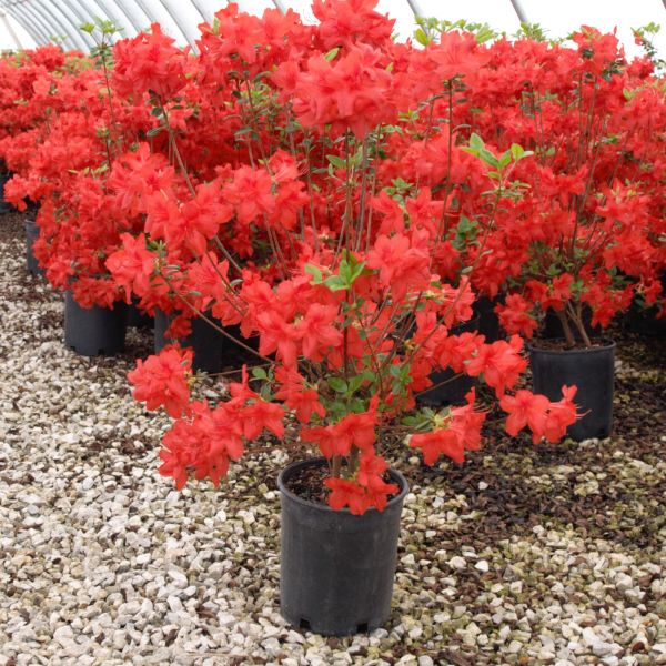 Hot Shot Girard Azalea (Rhododendron x 'Girard's Hot Shot') growing in a garden landscape, showing mature shrub form.