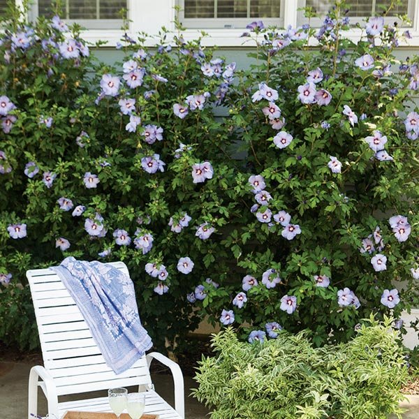 Azurri Blue Satin? Rose of Sharon Shrub