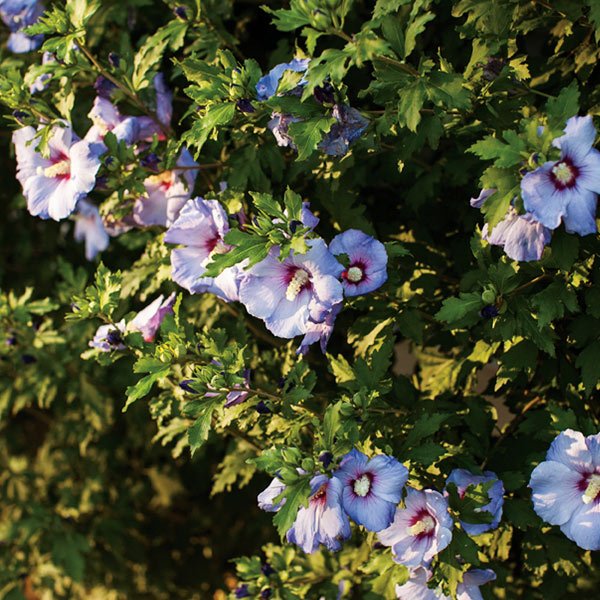 Azurri Blue Satin? Rose of Sharon Shrub