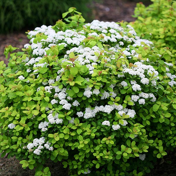 Glow Girl® Spirea