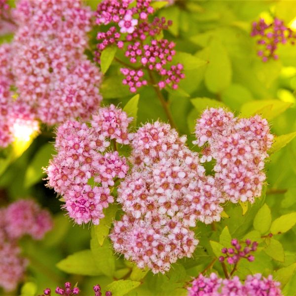 Superstar™ Spirea