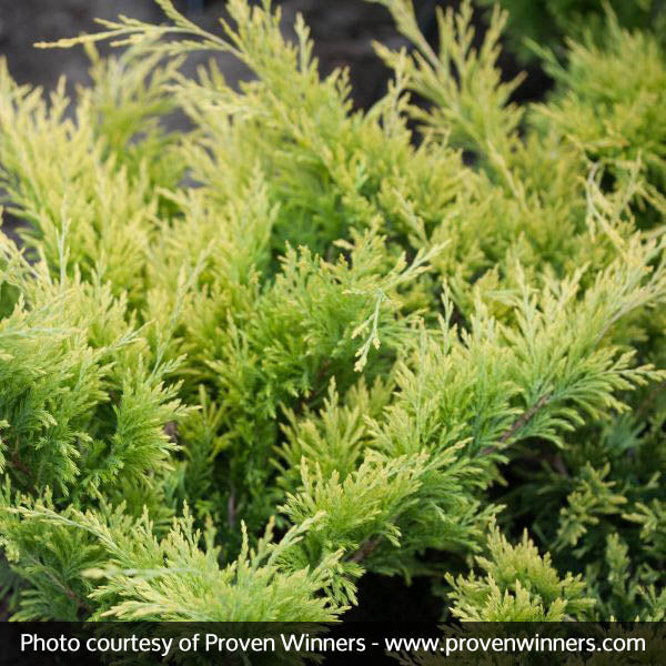 Good Vibrations® Juniper