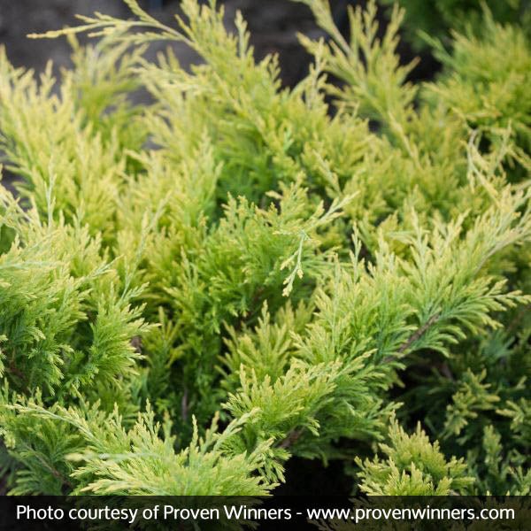 Good Vibrations® Juniper