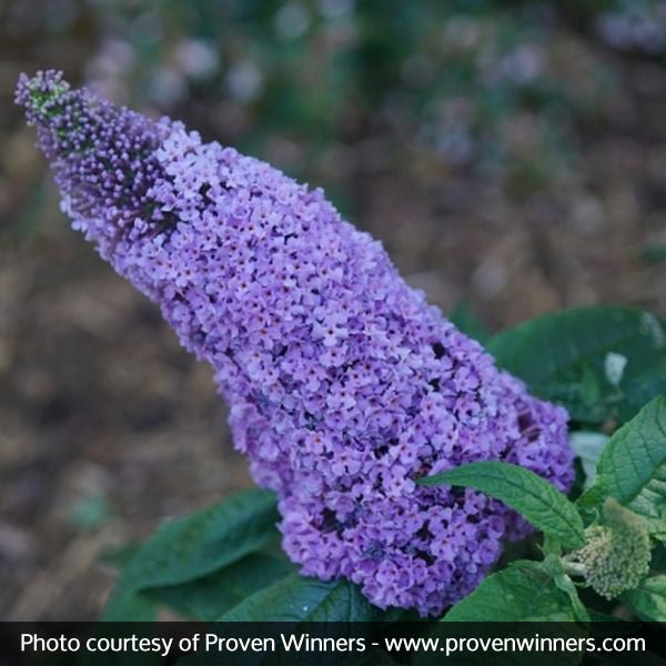 Proven Winners® Color Choice® Pugster® Amethyst Butterfly Bush