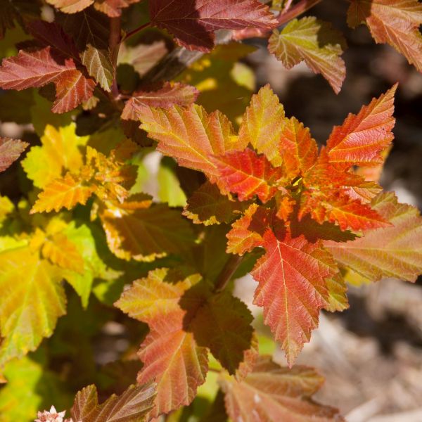 First Editions® Amber Jubilee™ Ninebark TREE FORM