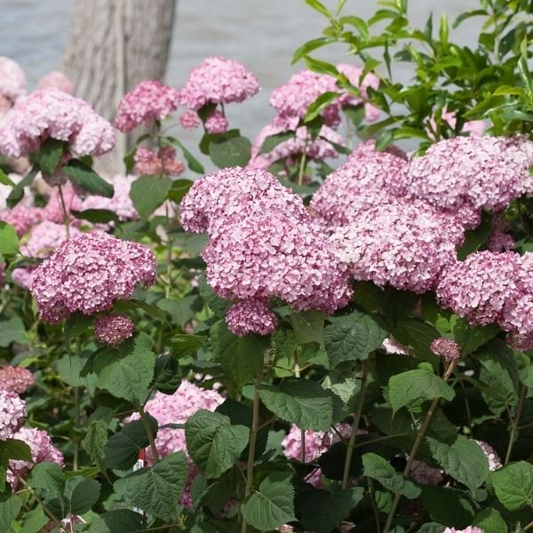 Incrediball® Blush Hydrangea