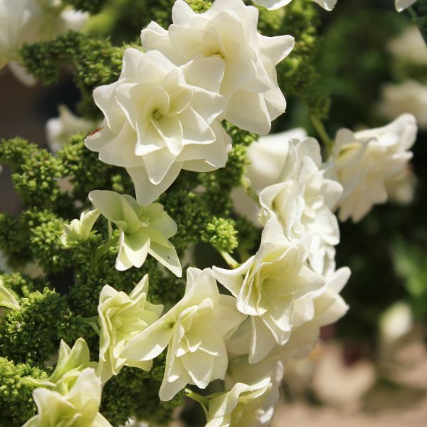 Proven Winners® Gatsby Star® Oakleaf Hydrangea