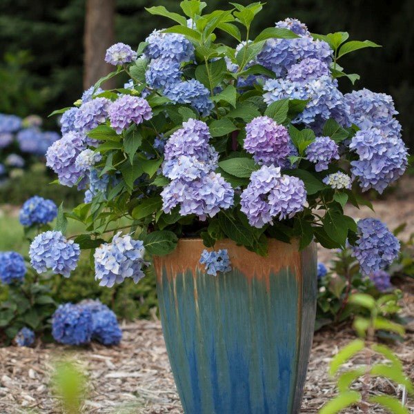 Endless Summer® The Original Bigleaf Hydrangea
