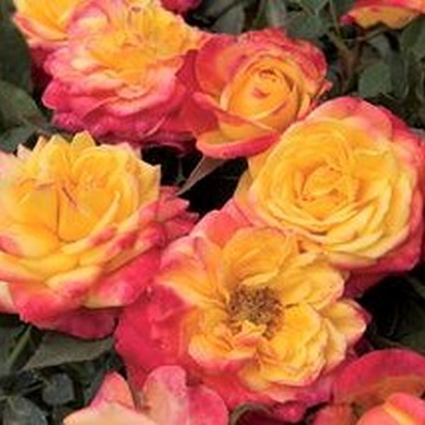 Rainbow Sunblaze® Rose