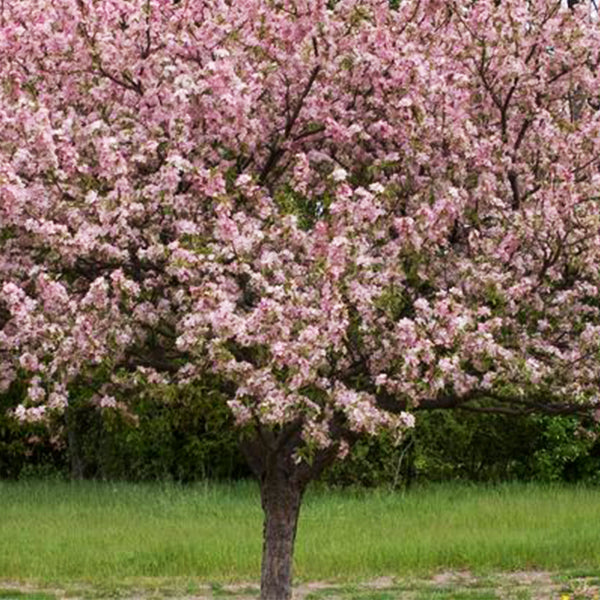 Coralburst® crabapple tree covered in pink spring bloom