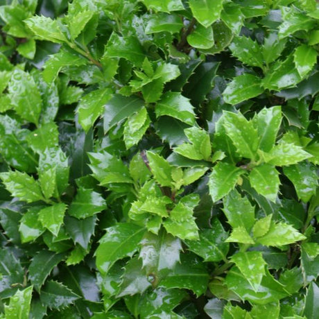 Castle Wall® Blue Holly