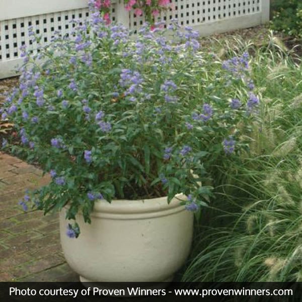 Petit Bleu™ Bluebeard