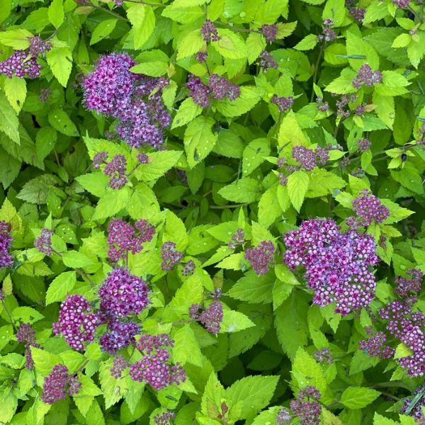 Proven Winners® Double Play Dolly® Spirea