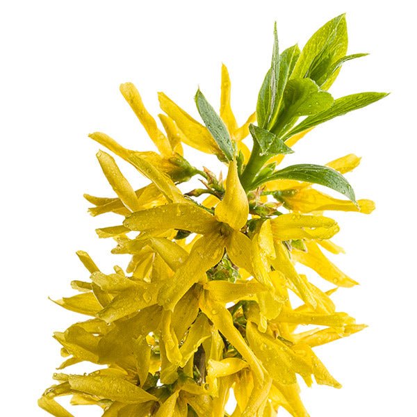 Show Off® Sugar Baby® Forsythia