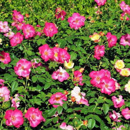 First Editions® Campfire Rose