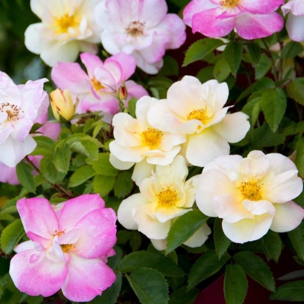 Peach Lemonade® Rose