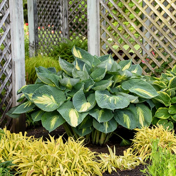 Shadowland® Hudson Bay Hosta