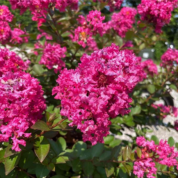 GreatMyrtle™ Cherry Delight Crape Myrtle Shrub