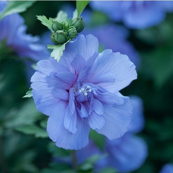 Blue Chiffon® Rose of Sharon Shrub