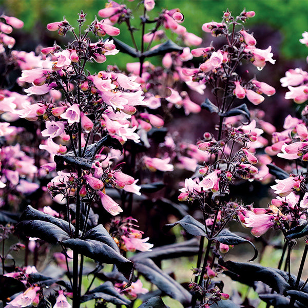 DAKOTA™ Burgundy Penstemon