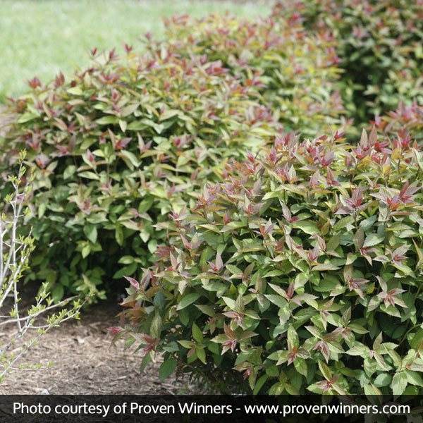 Double Play® Red Spirea