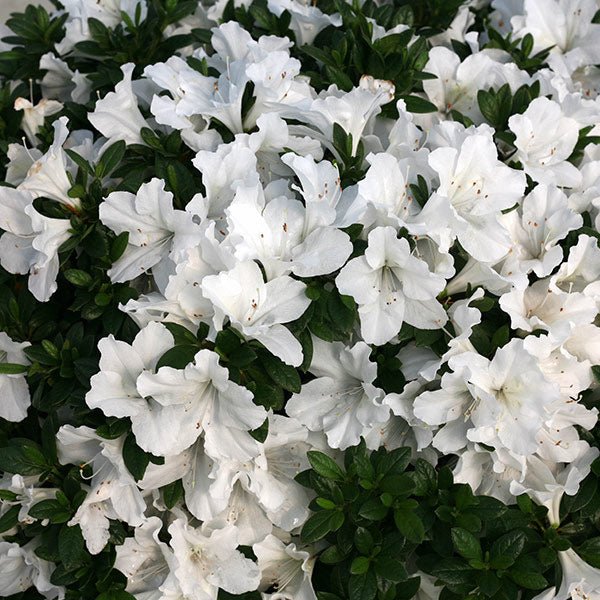 Bloom-A-Thon® White Reblooming Azalea
