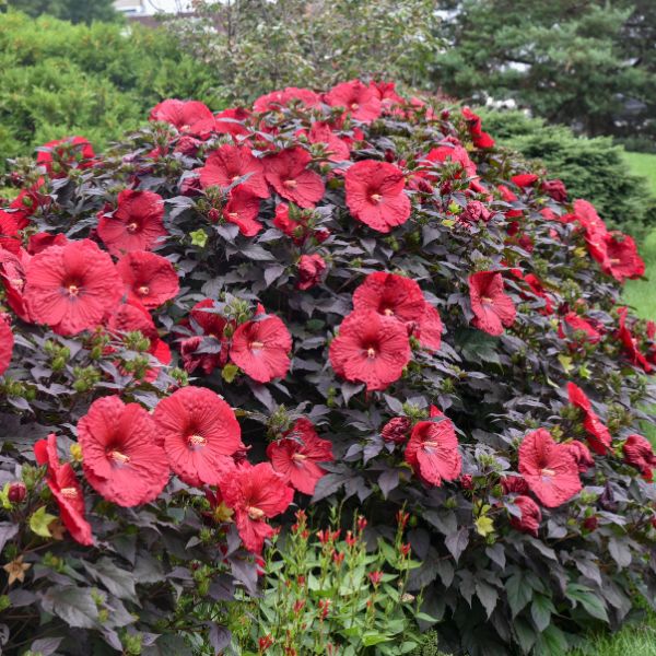 Proven Winners® Summerific® Holy Grail Hardy Hibiscus