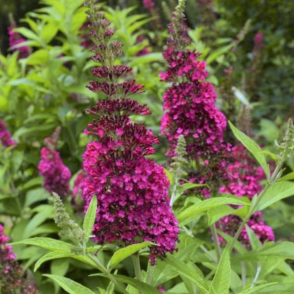 First Editions® Funky Fuchsia™ Butterfly Bush