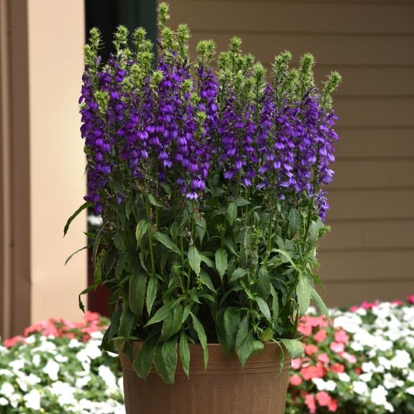 Proven Winners® Starship™ Blue Cardinal Flower