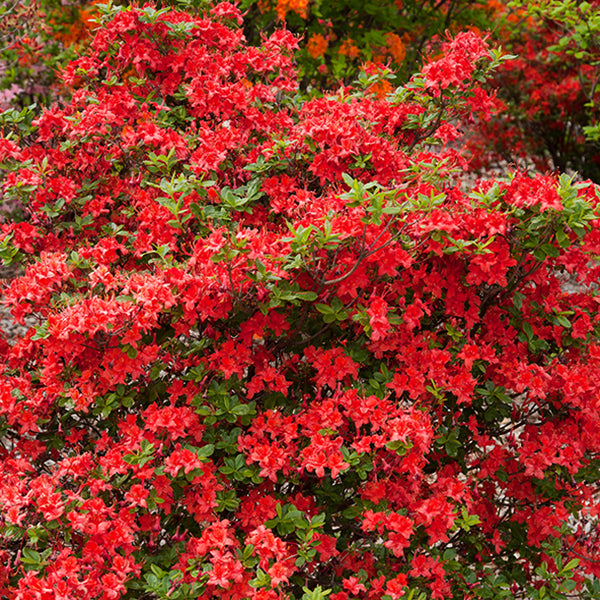 First Editions® Electric Lights™ Red Azalea