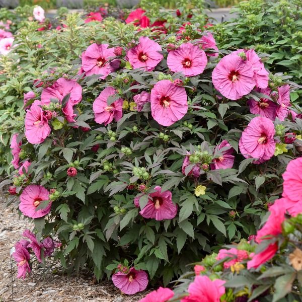 Proven Winners® Summerific® Berry Awesome Rose of Sharon