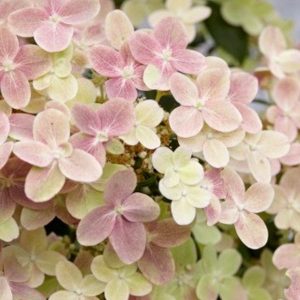 Early Evolution® Panicle Hydrangea